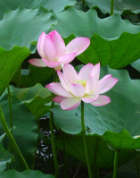 荷